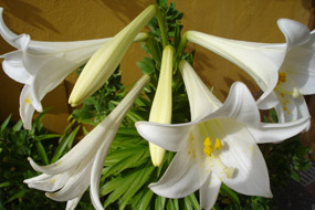 Infusión De Flores De Azucena